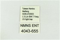 連珠波紋蛾藏品圖，第3張