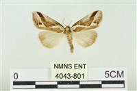 素木氏美波紋蛾藏品圖，第1張