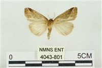 素木氏美波紋蛾藏品圖，第2張