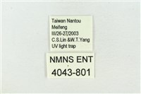 素木氏美波紋蛾藏品圖，第3張