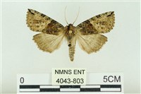 基黑新波紋蛾藏品圖，第1張