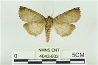 基黑新波紋蛾藏品圖，第2張