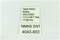 基黑新波紋蛾藏品圖，第3張