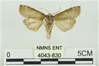 帶波紋蛾藏品圖，第2張