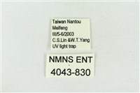 帶波紋蛾藏品圖，第3張