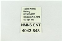 連珠波紋蛾藏品圖，第3張