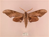 栗六點天蛾藏品圖，第1張