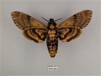 鬼臉天蛾藏品圖，第2張