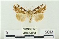 連珠波紋蛾藏品圖，第1張