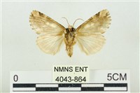 連珠波紋蛾藏品圖，第2張