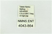 連珠波紋蛾藏品圖，第3張