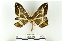 樹形尺蛾藏品圖，第1張