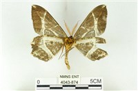 樹形尺蛾藏品圖，第2張