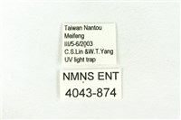 樹形尺蛾藏品圖，第3張