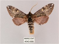 井上氏絨毛天蛾藏品圖，第1張