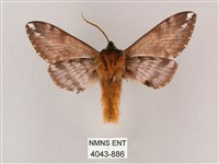 井上氏絨毛天蛾藏品圖，第2張