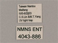 井上氏絨毛天蛾藏品圖，第3張