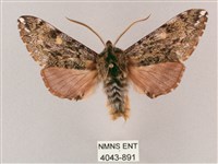 井上氏絨毛天蛾藏品圖，第1張