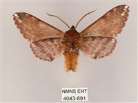 井上氏絨毛天蛾藏品圖，第2張