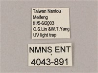 井上氏絨毛天蛾藏品圖，第3張