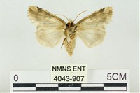 連珠波紋蛾藏品圖，第2張