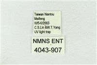 連珠波紋蛾藏品圖，第3張