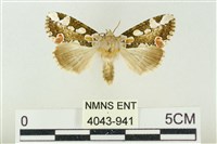 連珠波紋蛾藏品圖，第1張