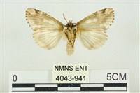 連珠波紋蛾藏品圖，第2張