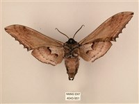 臺灣鋸翅天蛾藏品圖，第2張