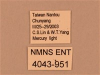 臺灣鋸翅天蛾藏品圖，第3張