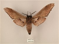 臺灣鋸翅天蛾藏品圖，第2張