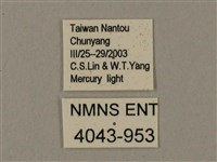 臺灣鋸翅天蛾藏品圖，第3張