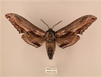 臺灣鋸翅天蛾藏品圖，第1張