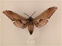 臺灣鋸翅天蛾藏品圖，第2張