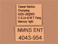 臺灣鋸翅天蛾藏品圖，第3張