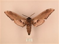 臺灣鋸翅天蛾藏品圖，第2張