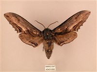 臺灣鋸翅天蛾藏品圖，第1張