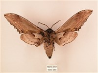 臺灣鋸翅天蛾藏品圖，第2張