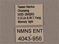 臺灣鋸翅天蛾藏品圖，第3張