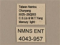 臺灣鋸翅天蛾藏品圖，第3張