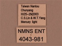 臺灣鋸翅天蛾藏品圖，第3張