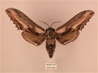 臺灣鋸翅天蛾藏品圖，第1張