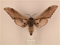 臺灣鋸翅天蛾藏品圖，第2張