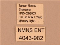 臺灣鋸翅天蛾藏品圖，第3張