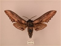 臺灣鋸翅天蛾藏品圖，第1張