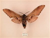 臺灣鋸翅天蛾藏品圖，第2張