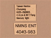 臺灣鋸翅天蛾藏品圖，第3張