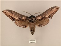 臺灣鋸翅天蛾藏品圖，第1張