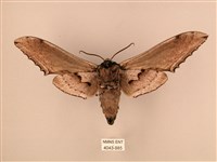 臺灣鋸翅天蛾藏品圖，第2張