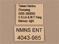 臺灣鋸翅天蛾藏品圖，第3張